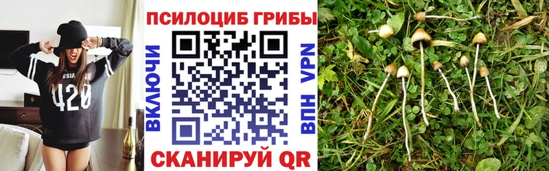 Псилоцибиновые грибы Cubensis Купить где Тюмень